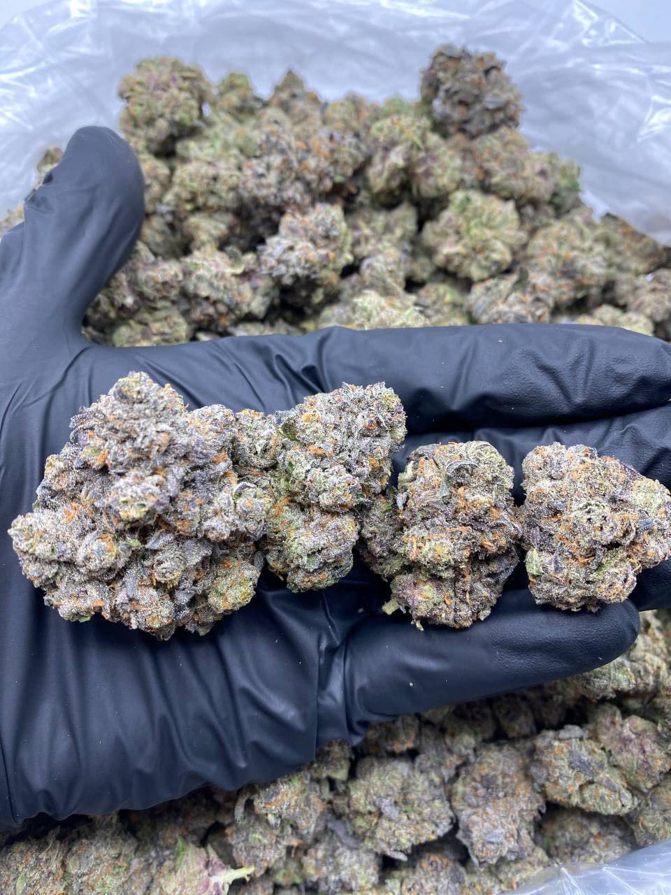 BANANA SHERBERT INDOORS